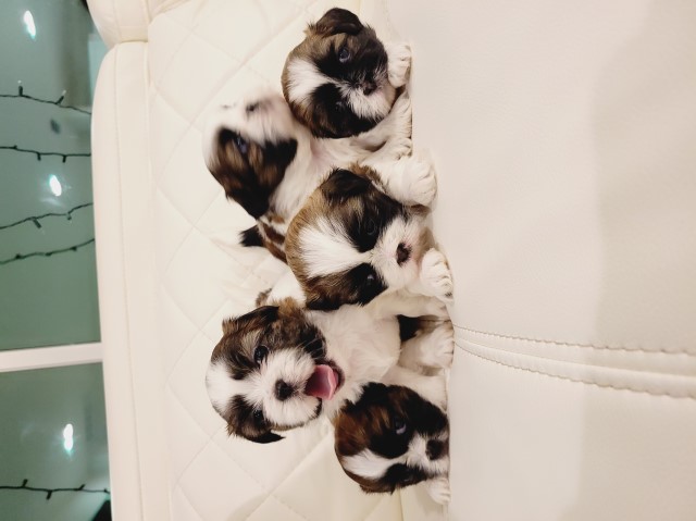 Shih Tzu puppy for sale + 64364