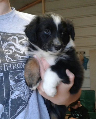 Australian Shepherd Dog puppy for sale + 60120