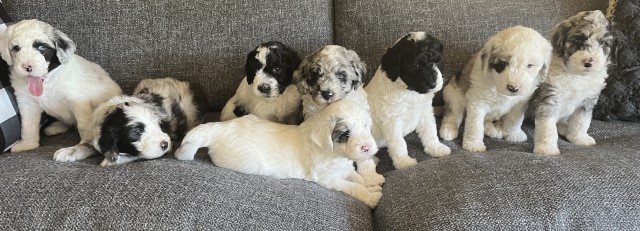 Rare Sheepadoodle colors