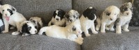 Shetland Sheepdog thumbnail