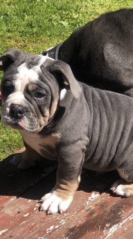 English Bulldog puppy for sale + 63333