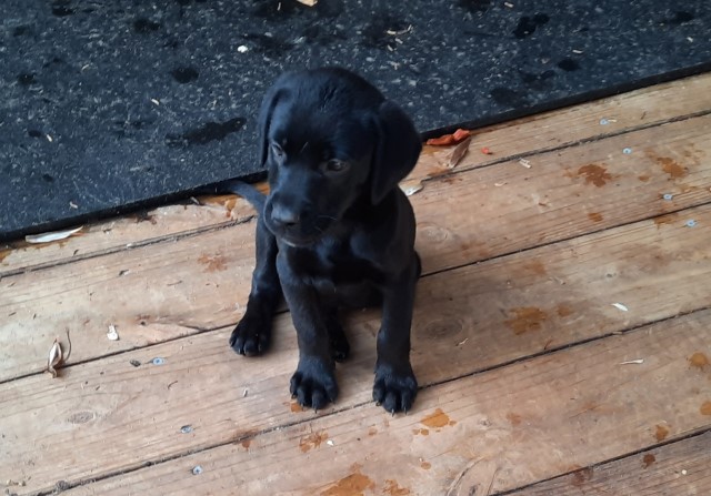 Labrador Retriever puppy for sale + 63388