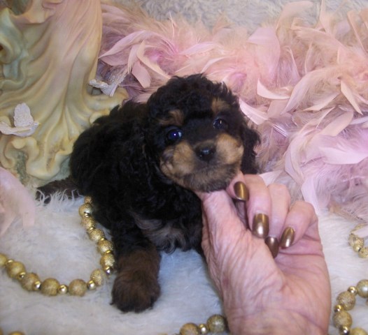 Yorkie poo puppies for sale