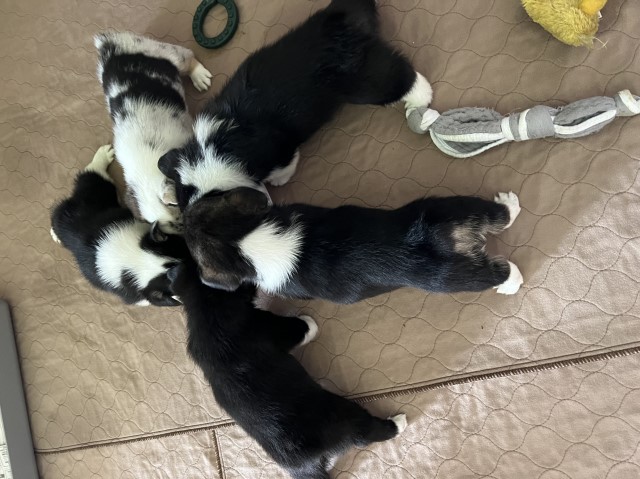 Pembroke Welsh Corgi puppy for sale + 65078