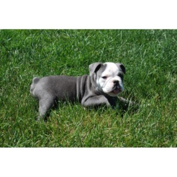 English Bulldog puppy for sale + 46297