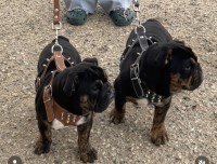 English bulldogs English Bulldog for sale/adoption