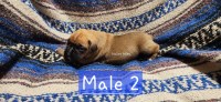 Boxer thumbnail