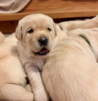 AKC Old Style British Yellow Lab PUPPIES Labrador Retriever for sale/adoption