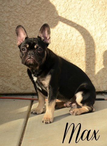 French Bulldog puppy for sale + 47454