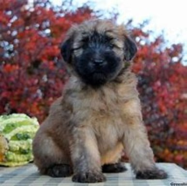 Soft Coated Wheaten Terrier puppy for sale + 54314