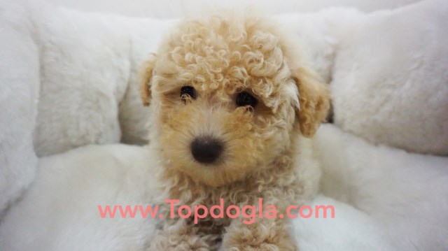 Maltipoo Puppy - Male- Charlie ($1.299)