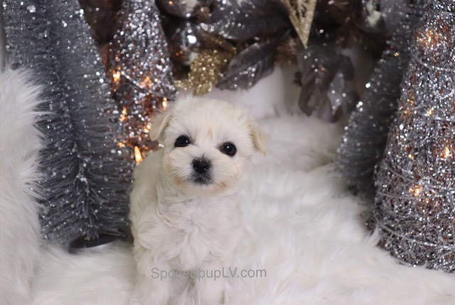 Pomeranian puppy for sale + 54771