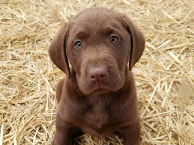 Labrador Retriever puppy dog for sale in Murfreesboro