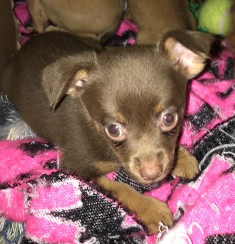 Chihuahua puppy for sale + 57842