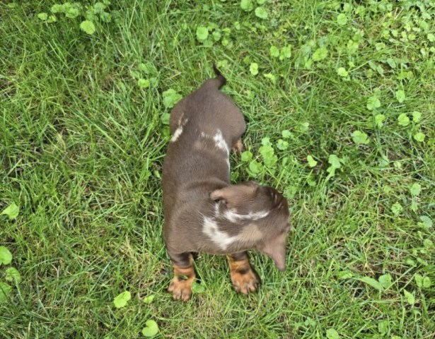 Dachshund puppy for sale + 67268