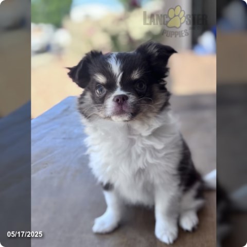 AKC Long Coat Chihuahua Female   Charlie's Pups