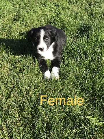Border Collie puppy for sale + 54288