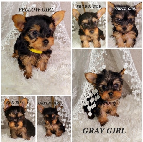 Ckc male and female yorkie puppies