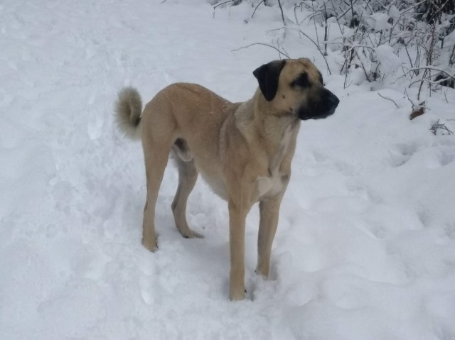 Litter of 10 Kangal Puppies for Sale