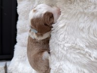 Mini F1b Bernedoodle - Meet Fred - Ready 12/25/2025! Bernese Mountain Dog for sale/adoption