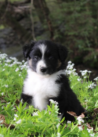 Miniature Australian Shepherd puppy for sale + 66432