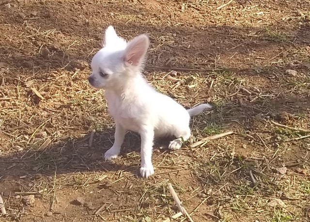 Chihuahua puppy for sale + 65668