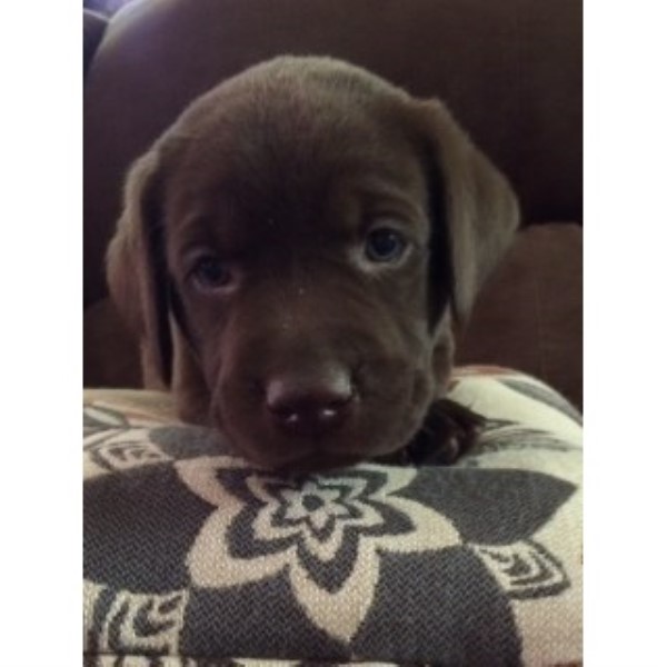 Labrador Retriever puppy for sale + 45769