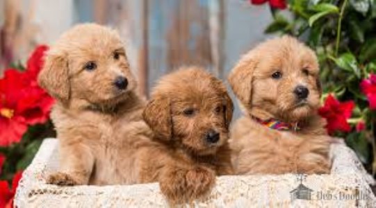 Goldendoodle puppy dog for sale in Amite, Louisiana