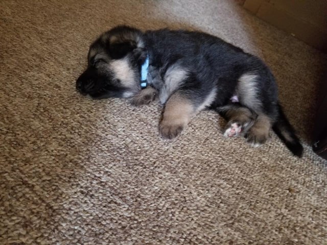 German Shepherd Dog Puppy Dog For Sale In Wisconsin Rapids Wisconsin