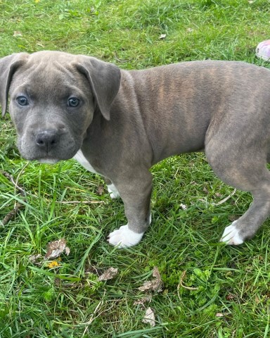 American Bulldog puppy for sale + 64784