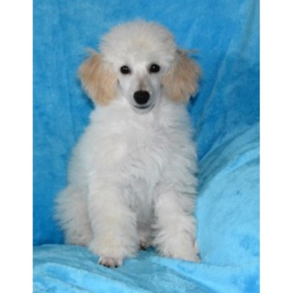 Poodle Toy puppy dog for sale in Findlay, Ohio