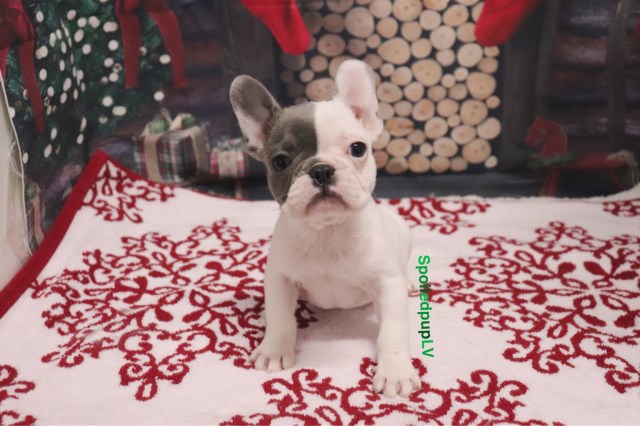 French Bulldog puppy for sale + 59647