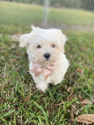 Maltese Puppy For Sale - "Cinnamon"