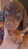 Loyal, loving, Doberman puppies Doberman Pinscher for sale/adoption