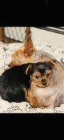 Hello…is it me you’re looking for :-) Yorkshire Terrier for sale/adoption