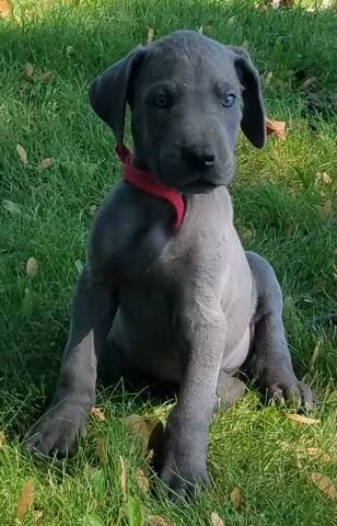 Great Dane puppy for sale + 49526