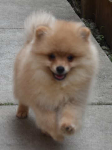 Pomeranian puppy for sale + 58127