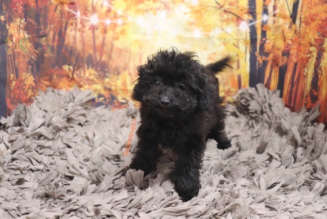 Poodle Toy puppy for sale + 59790