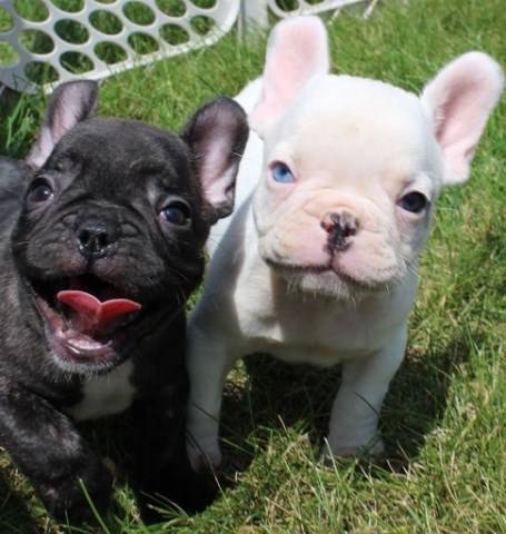 bloodlines Blue french bulldog puppies for sale