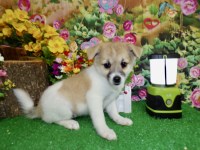Pomeranian thumbnail