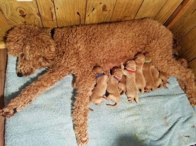 Goldendoodle puppy for sale + 55943
