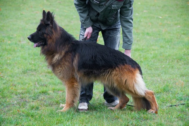 German Shepherd Long Hair Puppies For Sale
