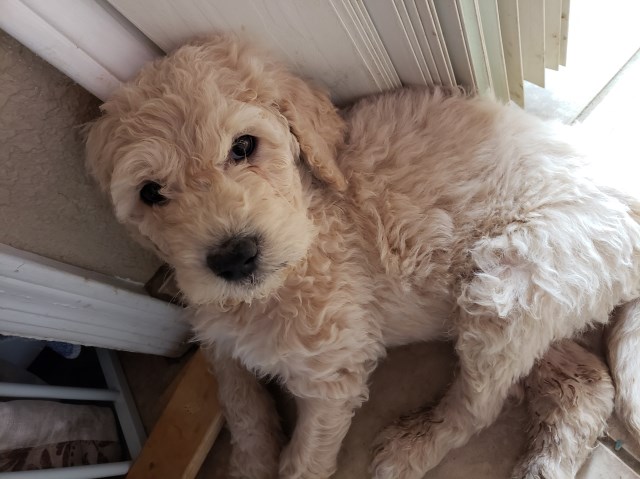 Goldendoodles f1b