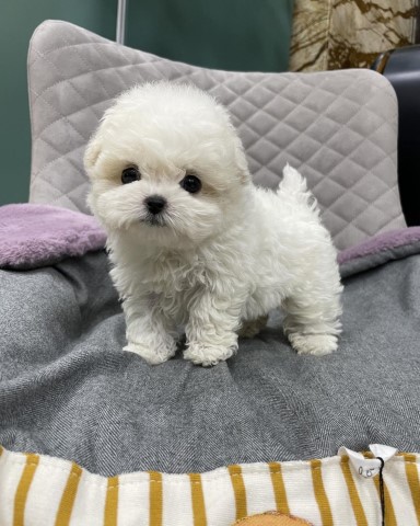 Maltipoo puppy for sale + 64610