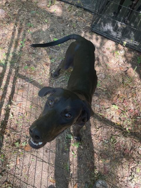 Black And Tan Coonhound puppy for sale + 66183