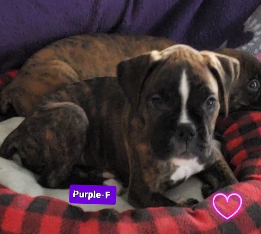 75% Euro Female boxer pupppy