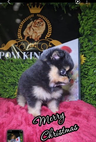 Pomeranian puppy for sale + 66952