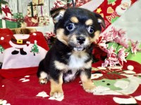 Chicago Jacarat Babies. Super Cute!!! Jack Russell Terrier for sale/adoption