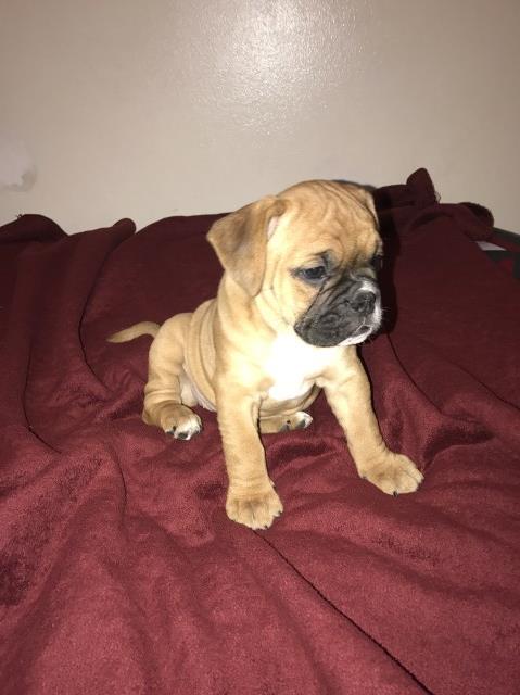 English Bulldog puppy for sale + 50015