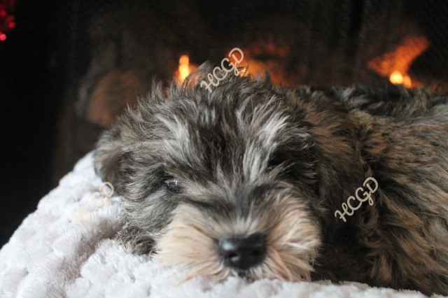 AKC miniature Schnauzers